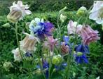 Aquilegia vulgaris- vaste plant, Vaste plant, Ophalen