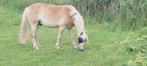 Leuke enthousiaste haflinger ruin, Dieren en Toebehoren, Ruin, D pony (1.37m tot 1.48m), 3 tot 6 jaar