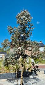Mooie grote Eucalyptus boom, Tuin en Terras, Planten | Bomen, Ophalen, Volle zon, Overige soorten