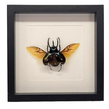 Eupatorus gracilicornis kever passe partout lijst 25x25 cm beschikbaar voor biedingen