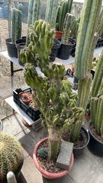 Cereus Peruvianus Monstruosus!, Ophalen, Cactus, Minder dan 100 cm