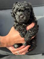 Lieve Toypoedel pups 5 weken oud, binnenkort beschikbaar, Poedel, Rabiës (hondsdolheid), 8 tot 15 weken, Meerdere