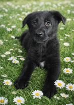 Prachtige duitseherder pup teefje🐶🐶, Dieren en Toebehoren, Parvo, 8 tot 15 weken, Meerdere, Meerdere dieren