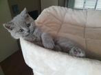 Te koop  Brits Korthaar kitten GAVIN. 11 weken, Dieren en Toebehoren, Katten en Kittens | Raskatten | Korthaar, Kater, Ontwormd