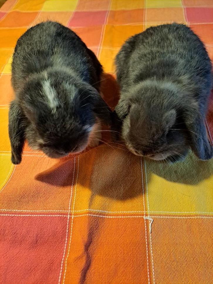 Nederlandse hangoordwergjes blauw en blauw bont, Dieren en Toebehoren, Konijnen, Dwerg, Vrouwelijk, 0 tot 2 jaar, Hangoor