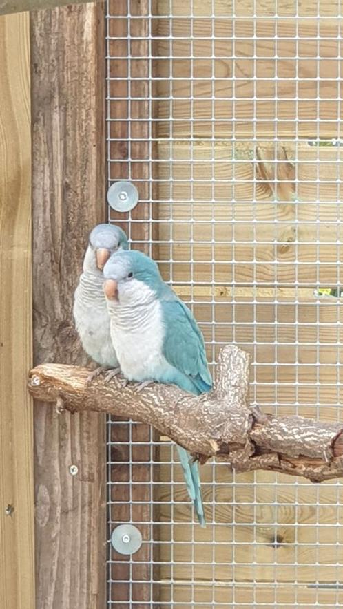 Nog maar 1 koppel beschikbaar, Dieren en Toebehoren, Vogels | Parkieten en Papegaaien, Parkiet, Meerdere dieren, Geringd