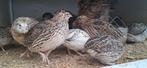 Japanse kwartels, Dieren en Toebehoren, Meerdere dieren
