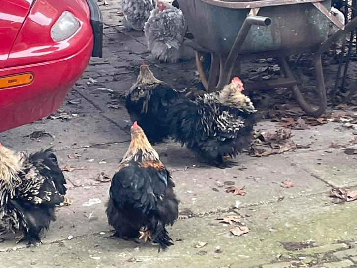 Gratis cochin haantjes, Dieren en Toebehoren, Pluimvee, Kip, Mannelijk