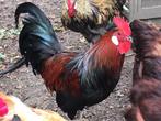 Koppel bonte Kippen, haan, hen, Meerdere dieren, Kip