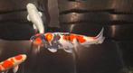 Mooie grote showa 77 cm superbrede koi, jumbo in wording, Karper of Koi
