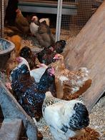 Broedeieren wyandotte, Geslacht onbekend, Kip