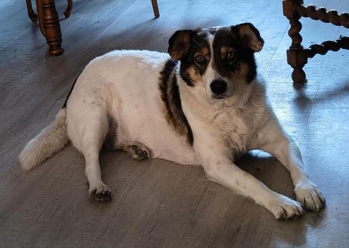 Zachtaardige lieverd zoekt een lieve familie, Dieren en Toebehoren, Honden | Niet-rashonden, Middel, Teef, Particulier, Eén hond