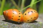 Neritina semiconica slak - Union Snail - Koidream Valburg, Zoetwatervis, Slak of Weekdier