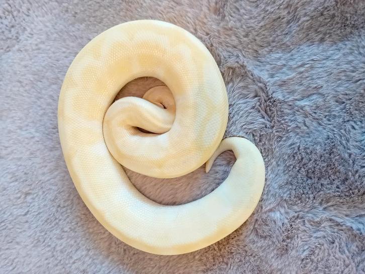 6 koningspythons te koop