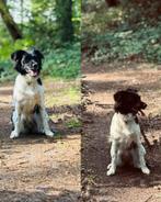 Gezocht!! Dek reu, Dieren en Toebehoren, Reu, 1 tot 2 jaar, Rabiës (hondsdolheid), Eén hond