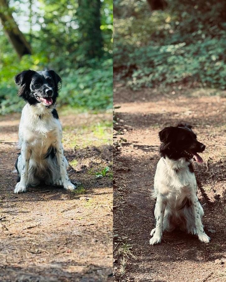 Gezocht!! Dek reu, Dieren en Toebehoren, Honden | Dekreuen, Reu, Particulier, Eén hond, Nederland, 1 tot 2 jaar, CDV (hondenziekte)