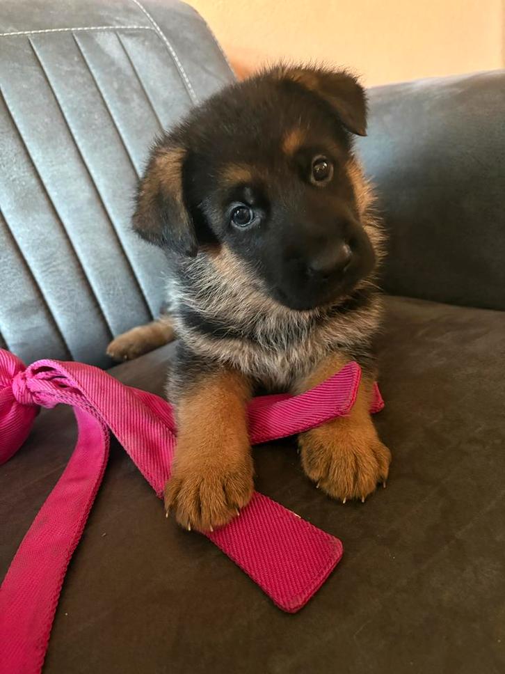 Stamboom Duitse  herder pups   Ouders Hd en Ed vrij, Dieren en Toebehoren, Honden | Herdershonden en Veedrijvers, Meerdere dieren