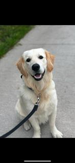 Leuke golden retriever 9 maand!, Golden retriever, Rabiës (hondsdolheid), 15 weken tot 1 jaar, Reu