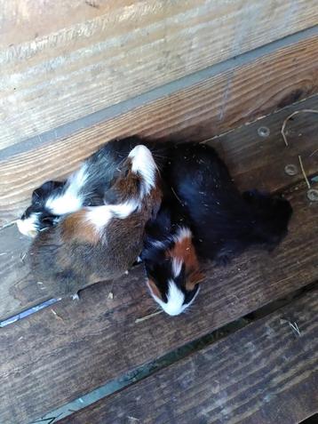 Cavia beertjes (jong) beschikbaar voor biedingen