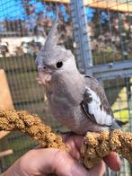 Handtamme valkparkieten, Dieren en Toebehoren, Vogels | Parkieten en Papegaaien, Meerdere dieren, Parkiet, Geringd