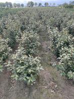 olijfwilg of eleagnus ebbengei, Ophalen, Overige soorten, Haag, Minder dan 100 cm