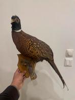 Opgezette fazant, Verzamelen, Dierenverzamelingen, Ophalen of Verzenden, Zo goed als nieuw, Vogel, Opgezet dier