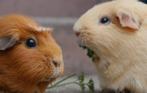 Cavias geboren 14 september, Dieren en Toebehoren, Knaagdieren, September, Meerdere dieren, Cavia
