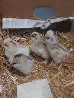 Zuivere zijdehoen kuikens, Dieren en Toebehoren, Geslacht onbekend, Kip