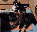 Pomsky pups 3f (mogen het nest verlaten), Keeshond, 8 tot 15 weken, Parvo, Meerdere