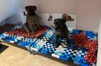 Hondenkussen ✅ hondenstretcher hondenmand bench kennel, Ophalen of Verzenden, Nieuw, 110 cm of meer, Minder dan 65 cm