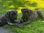 Boerboel pups met stamboom – HD/ED vrij – topbloedlijn, Overige rassen, CDV (hondenziekte), 8 tot 15 weken, Teef