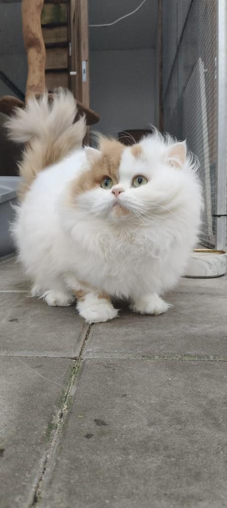 Dekkater met stamboom Brits langhaar ( niet te koop), Dieren en Toebehoren, Katten en Kittens | Dekkaters, 3 tot 5 jaar