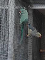 Kweekpop aqua split wtkwst halsbandparkiet, Dieren en Toebehoren, Vogels | Parkieten en Papegaaien, Meerdere dieren, Parkiet, Geringd