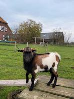 Hoornloos dekbokje, Dieren en Toebehoren, Schapen, Geiten en Varkens, Mannelijk, Geit, 0 tot 2 jaar