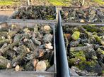 ‼️Perenbomen hout 2 bakken €129,99,-‼️, Minder dan 3 m³, Ophalen, Overige houtsoorten, Takken