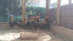 Kriel Leghorn bruinpatrijs ZELDZAAM, Dieren en Toebehoren, Pluimvee, Meerdere dieren, Kip