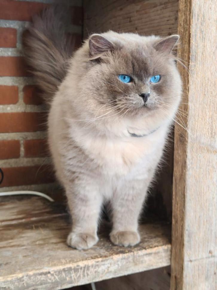 Ragdoll kittens met stamboom, Dieren en Toebehoren, Katten en Kittens | Raskatten | Langhaar, Meerdere dieren, Met stamboom