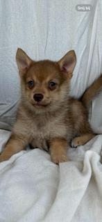 Nog 1 pomsky  pup MAG VERHUIZEN, Dieren en Toebehoren, Honden | Poolhonden, Keeshonden en Oertypen, CDV (hondenziekte), 8 tot 15 weken