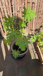 Citroen geranium, Ophalen of Verzenden, Vaste plant, Siergrassen, Halfschaduw