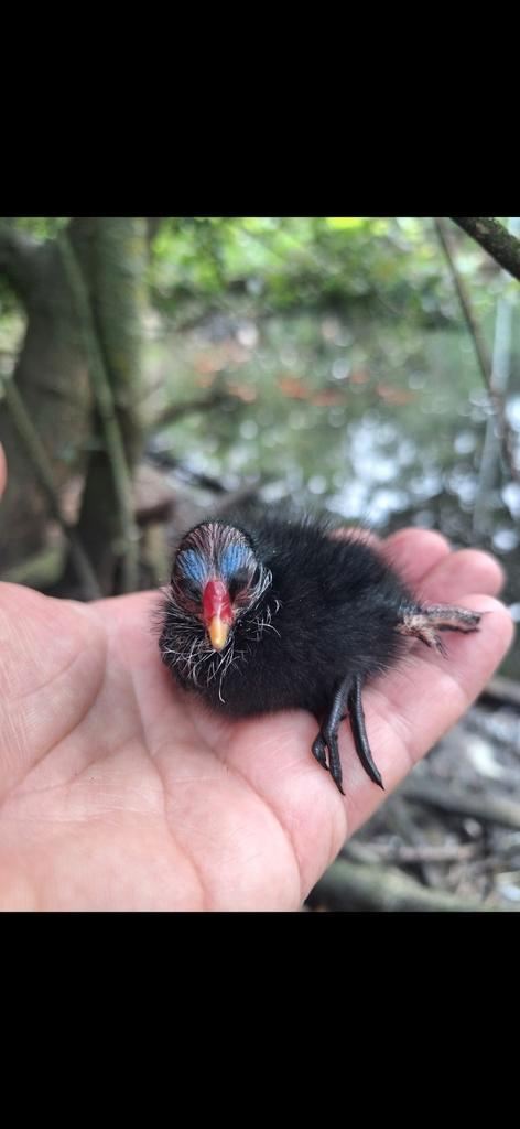 Te koop koppel Waterhoenen 2025, Dieren en Toebehoren, Vogels | Overige Vogels, Meerdere dieren, Geringd