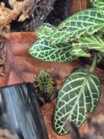 Oophaga pumilio punta laurent 0.0.2, Dieren en Toebehoren, Reptielen en Amfibieën, 0 tot 2 jaar