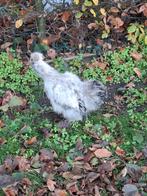 Jonge zijdehoender, Dieren en Toebehoren, Pluimvee, Geslacht onbekend, Kip