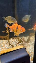 Ryukin goudvis, Dieren en Toebehoren, Vissen | Aquariumvissen, Vis