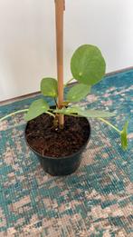 PILEA/PANNENKOEKENPLANT, Overige soorten, Minder dan 100 cm, Ophalen of Verzenden, Halfschaduw