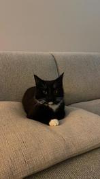 Kitten gezocht voor onze kat!, Ophalen, Zo goed als nieuw, Katten