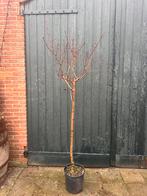 Diverse halfstam fruitbomen., Ophalen, Lente, Volle zon, Overige soorten