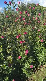 Zuilvorm hibiscus white en purple pillar vanaf 150 cm, Ophalen, Zomer, Halfschaduw, 100 tot 250 cm