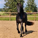 Prachtige luxe betrouwbare Friese hengst Zorro 2.5 jaar, Dieren en Toebehoren, Paarden, Minder dan 160 cm, Gechipt, Dressuurpaard