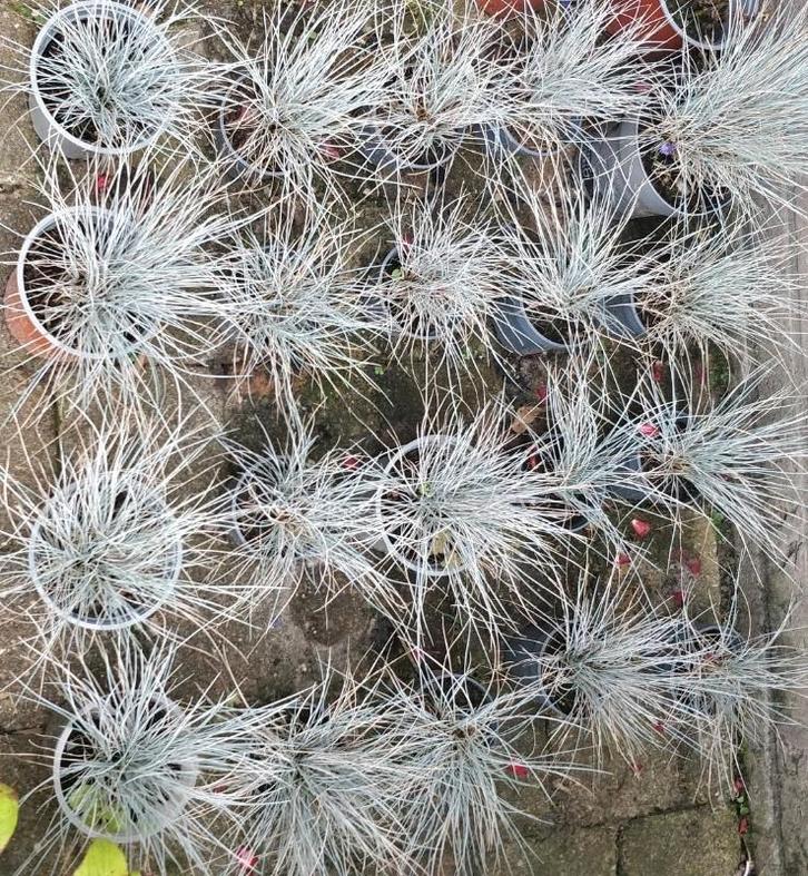 Blauw zwenkgras (ASSEN), Tuin en Terras, Planten | Bomen, Overige soorten, Minder dan 100 cm, Volle zon, In pot, Ophalen of Verzenden
