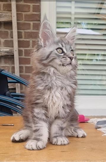 Stamboom Maine Coon kittens   beschikbaar voor biedingen